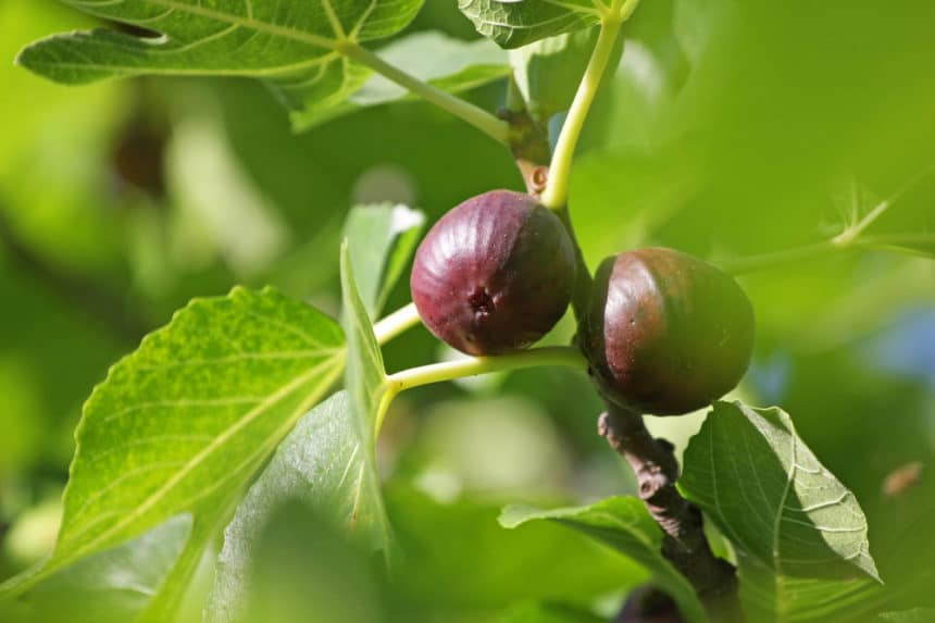 How To Tell If A Fig Is Ripe » Top Tips