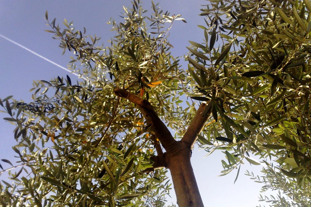 what-does-an-olive-tree-look-like-top-facts