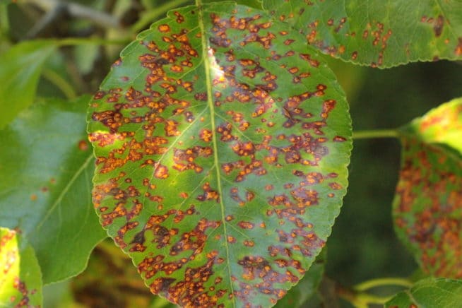 Pear Tree Diseases » Tips on Identification & Control