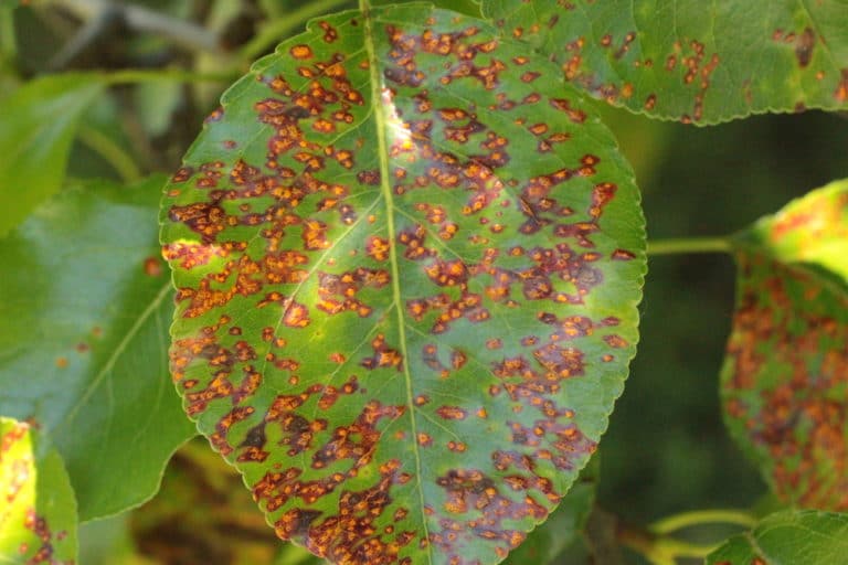 Pear Rust » Tips on Identification & Control