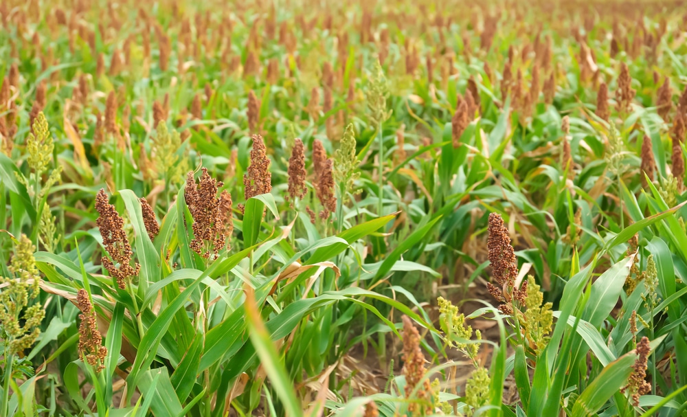 Plants That Look Like Corn Stalks Top Suggestions