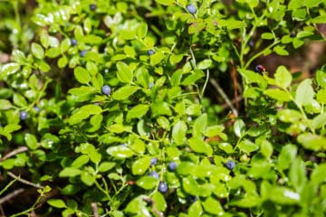 Pruning Blueberries the Right Way at the Right Time