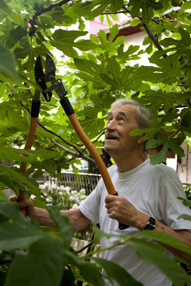 when to prune fig trees in georgia - Deneen Calvert