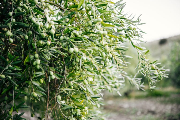 How Do Olives Grow? » Top Facts & Tips