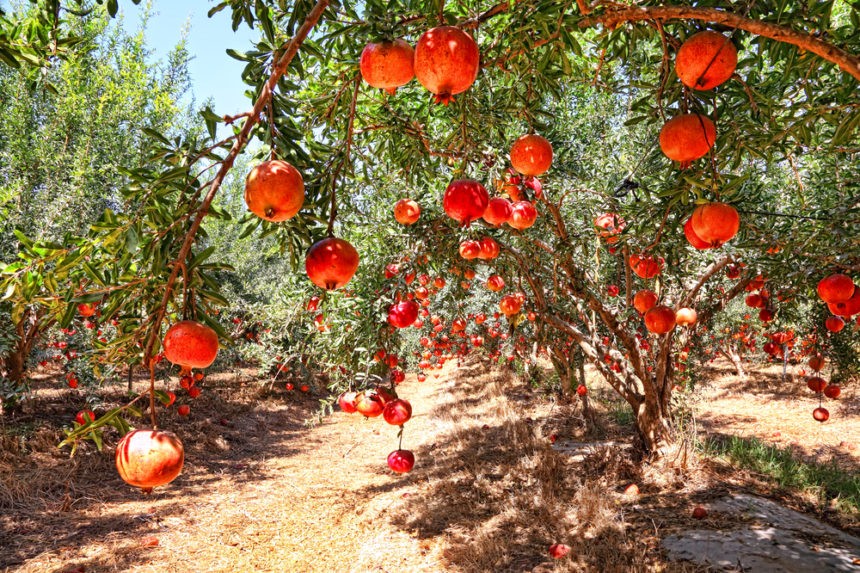 Where Do Pomegranates Grow All The Facts