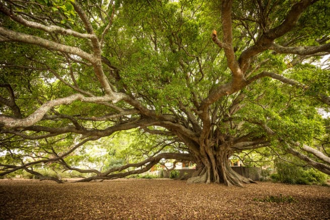 fig-tree-leaves-all-about-the-foliage