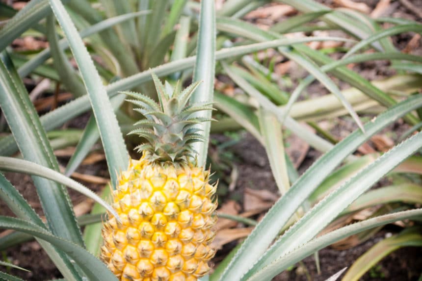 When Is A Pineapple Ready To Pick Top Tips 