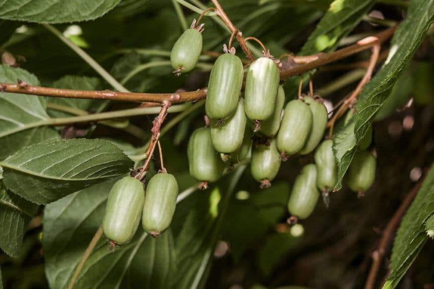 When is Kiwi in Season? » Top Tips