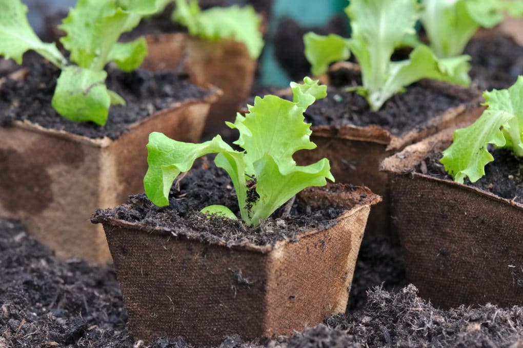 How Far Apart To Plant Lettuce Know The Distance