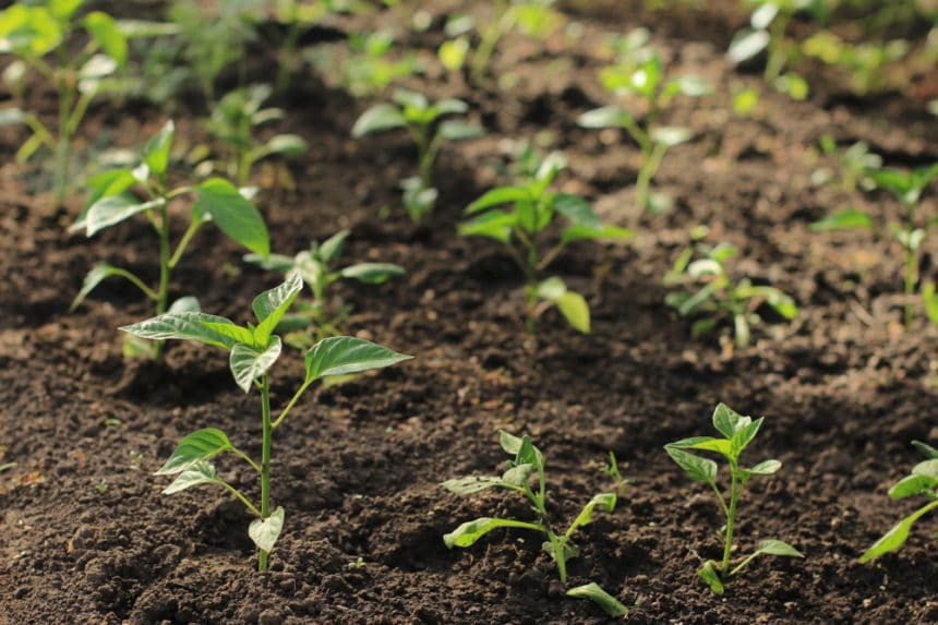 How Far Apart To Plant Peppers - Garden.eco