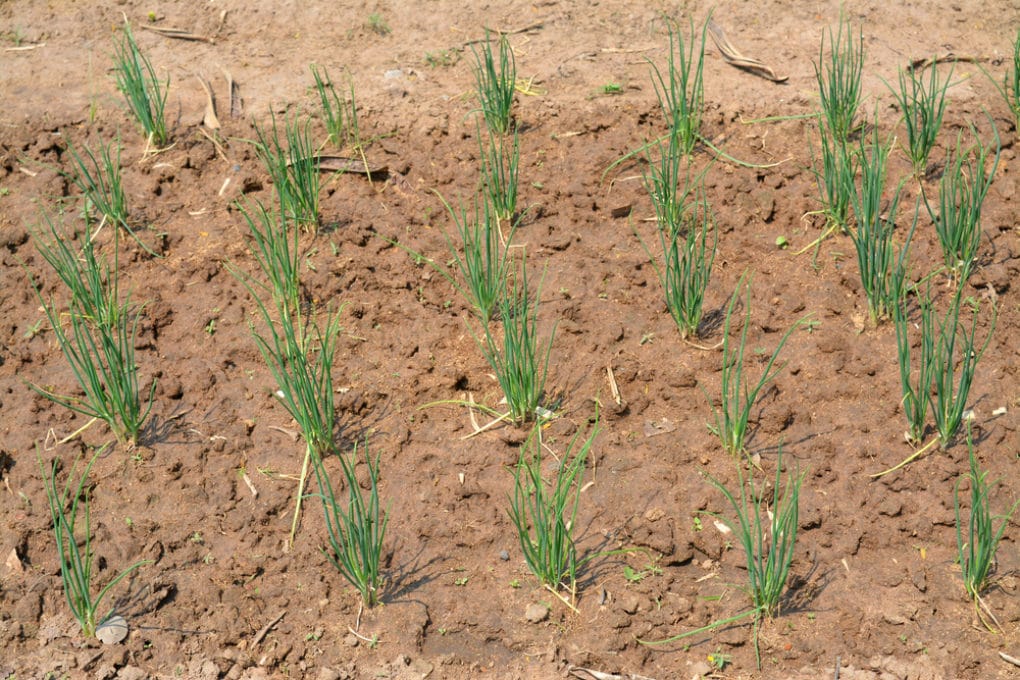 Shallot Sets » Top Growing Tips