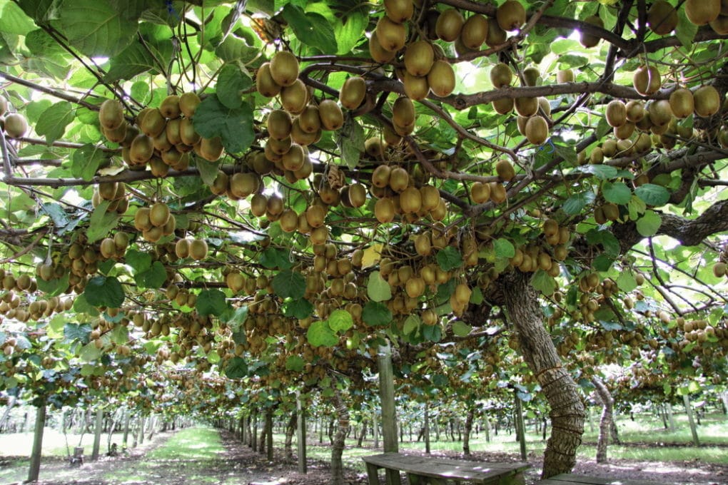 where-do-kiwis-grow-top-facts-tips