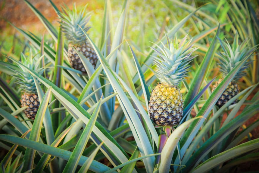 Where Do Pineapples Grow? » Top Facts & Tips