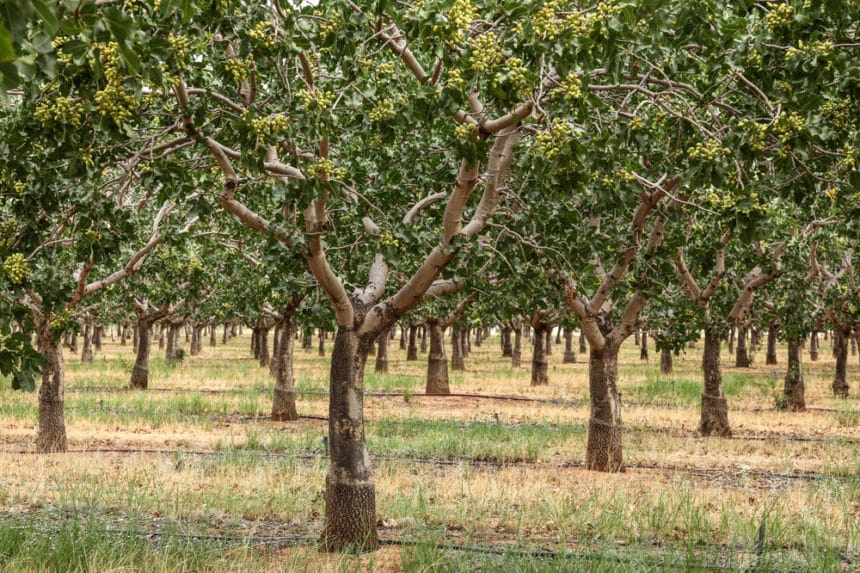 where-do-pistachio-nut-trees-grow-garden-eco