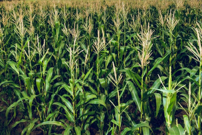 How Much Water Does Corn Need? » Top Tips