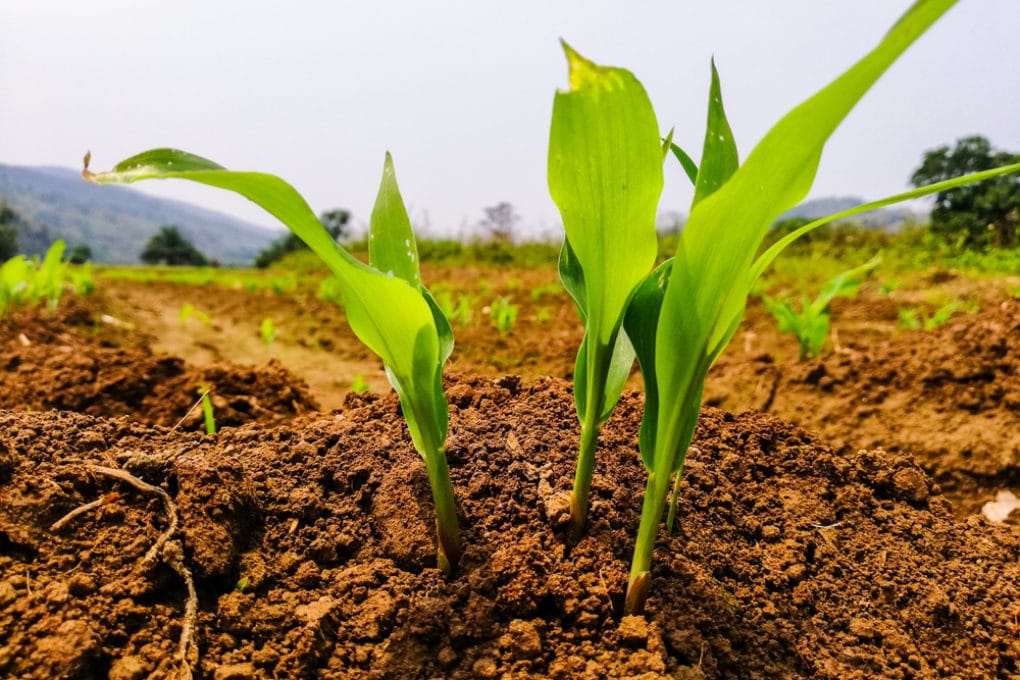 Plants That Look Like Corn Stalks Top Suggestions