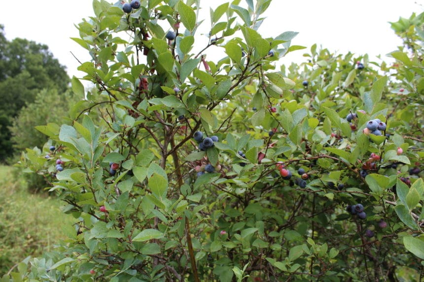 Blueberry Bush Care » Tips for Healthy Plants