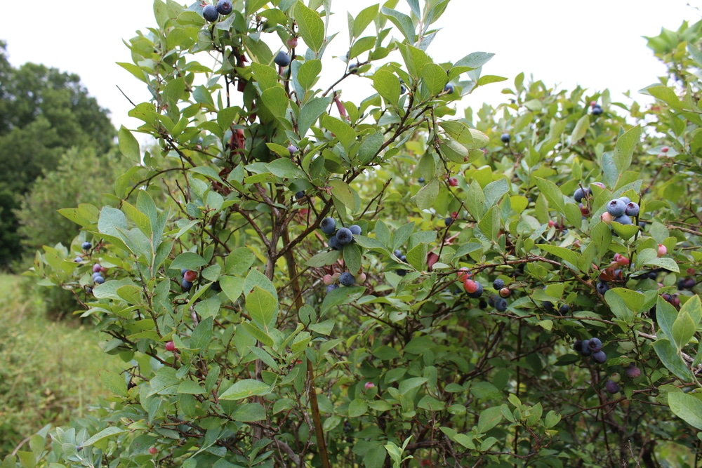 Blueberry Bush Size 