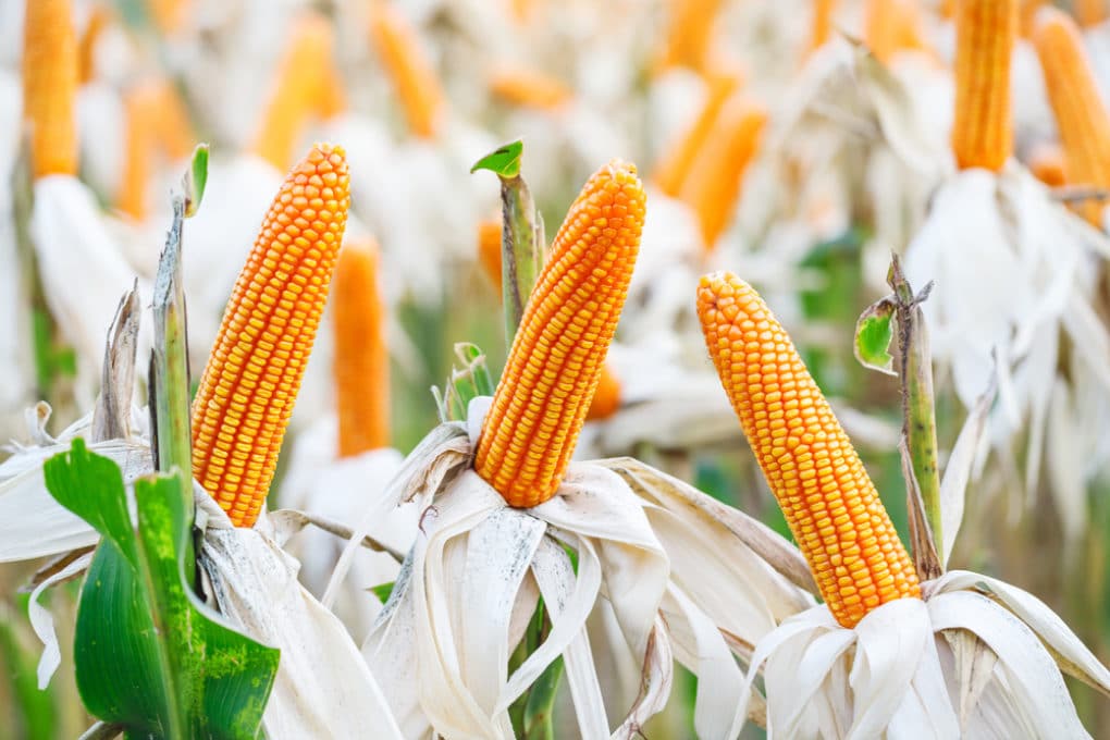 Can You Eat Field Corn? - Garden.eco