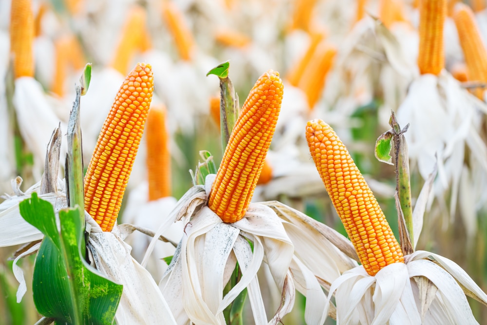 Can You Eat Field Corn Garden eco