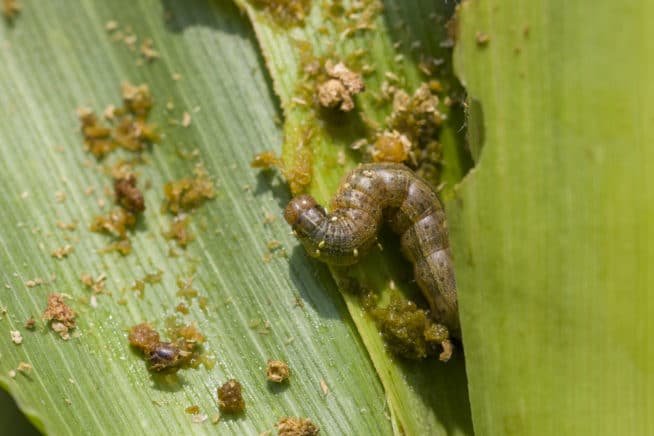 Corn Pests Identification And Control Tips