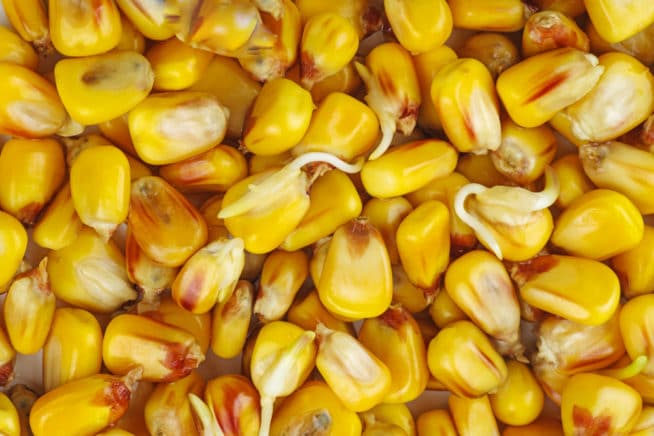 Corn Seed Germination Top Facts Tips