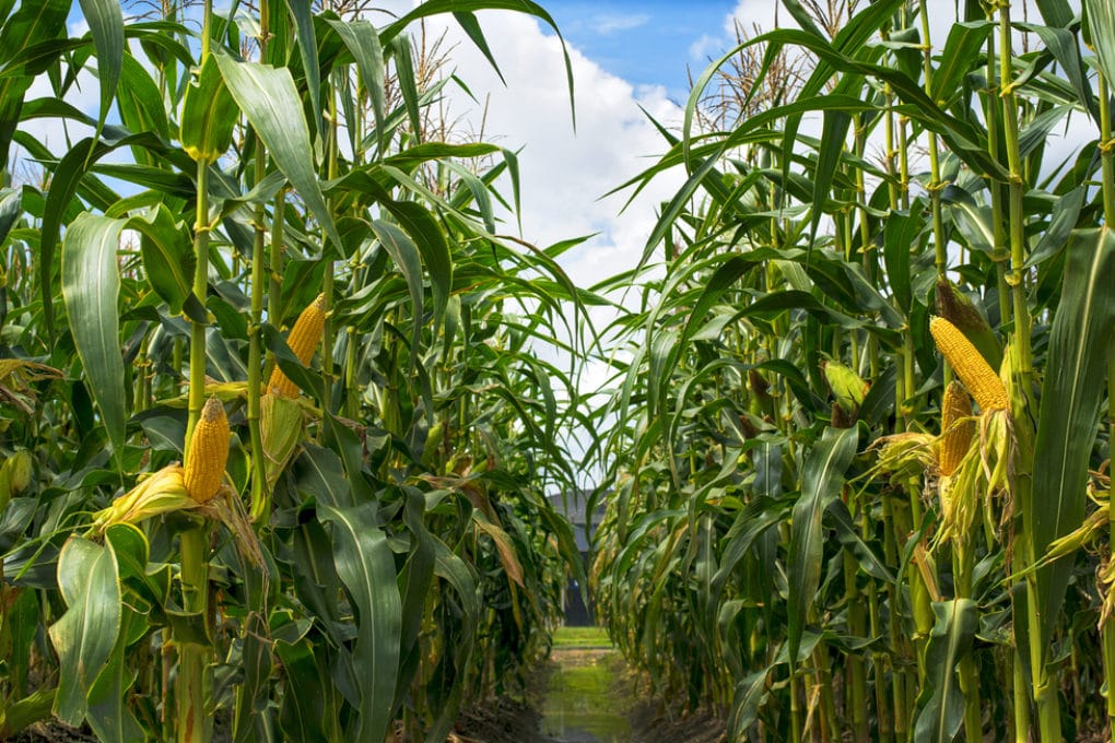 How Tall Does Corn Grow Gardeneco