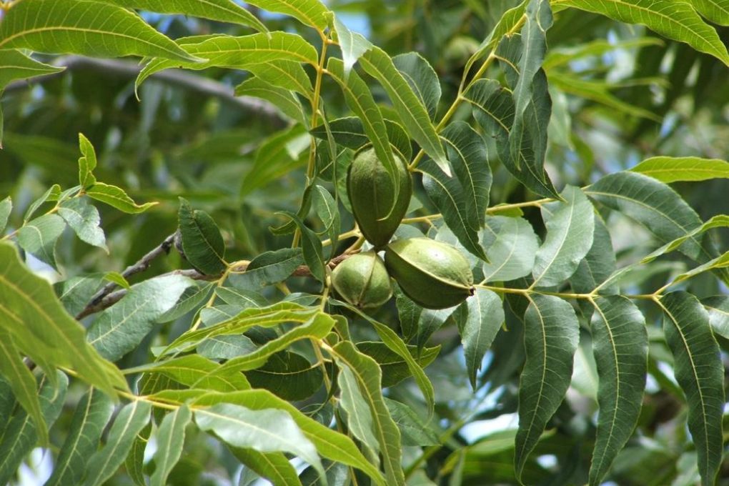 What Does a Pecan Tree Look Like? » Top Facts
