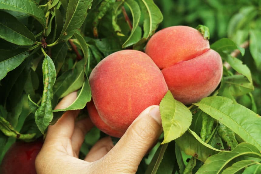 Peach Picking » Top Tips on Picking Fresh & Ripe