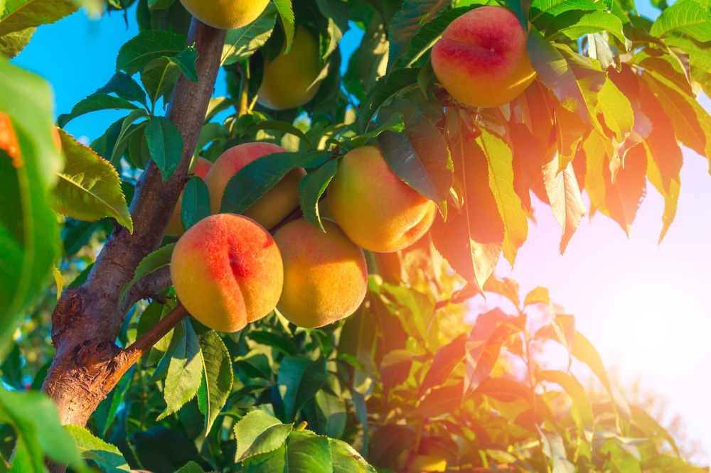 How Long Does It Take Peach Trees To Produce Fruit Fruit Trees