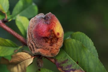 Fig Tree Diseases » Tips on Identification & Control