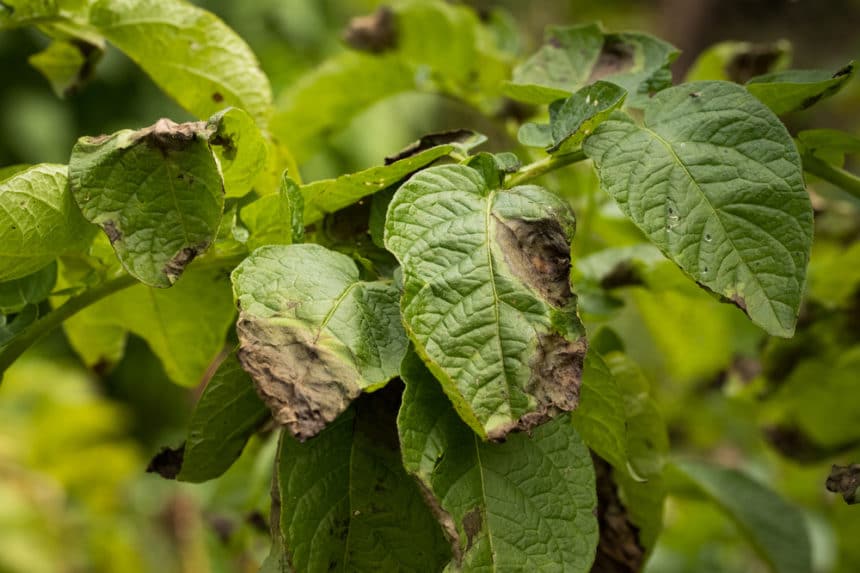 Potato Diseases » Tips on Identification & Control