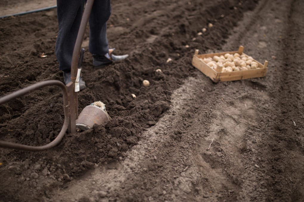 When to Plant Potatoes in Zone 7? » Top Tips