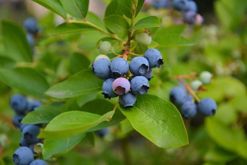 Soil for Blueberries » Tips for Healthy Growth