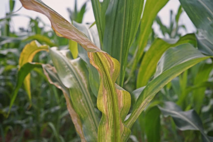 Southern Corn Leaf Blight » Tips on Identification & Control