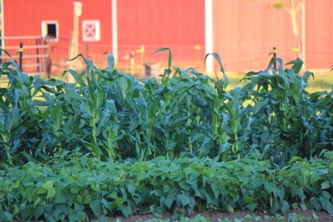 Corn Companion Plants Know Their Friends