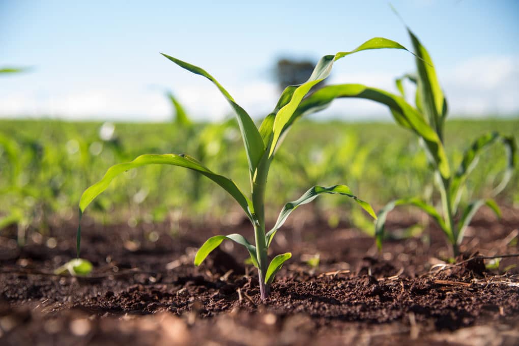 Where is Corn Grown? » Top Fact & Tips