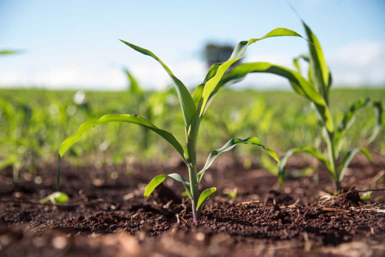 How Deep to Plant Your Sweet Corn - Garden.eco