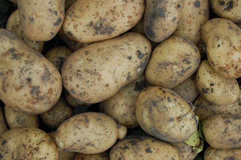 Why Do Potatoes Turn Black? » Top Facts