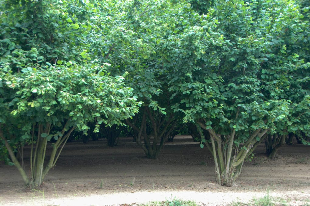 Hazelnut Tree Growing Area at Sharon Bryant blog