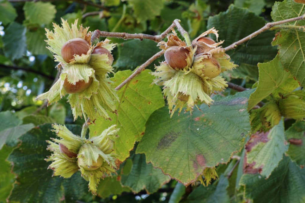 filbert-vs-hazelnut-is-there-a-difference-garden-eco