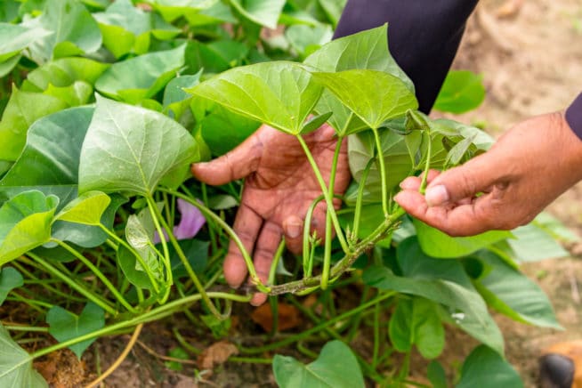 how-to-sprout-sweet-potatoes-top-tips