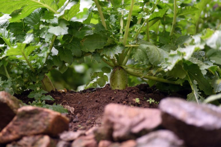 Growing Turnip Greens » All the Top Tips