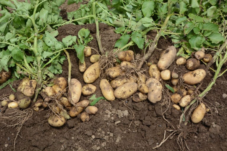 Harvesting Potatoes » Top Tips