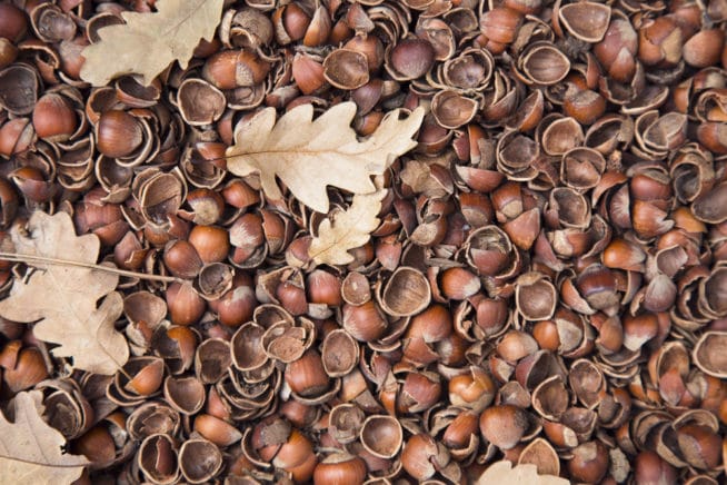 hazelnut-shells-as-mulch-garden-eco