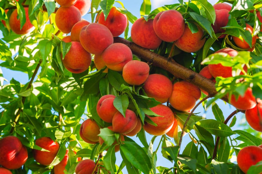 where-do-peaches-grow-top-location-facts