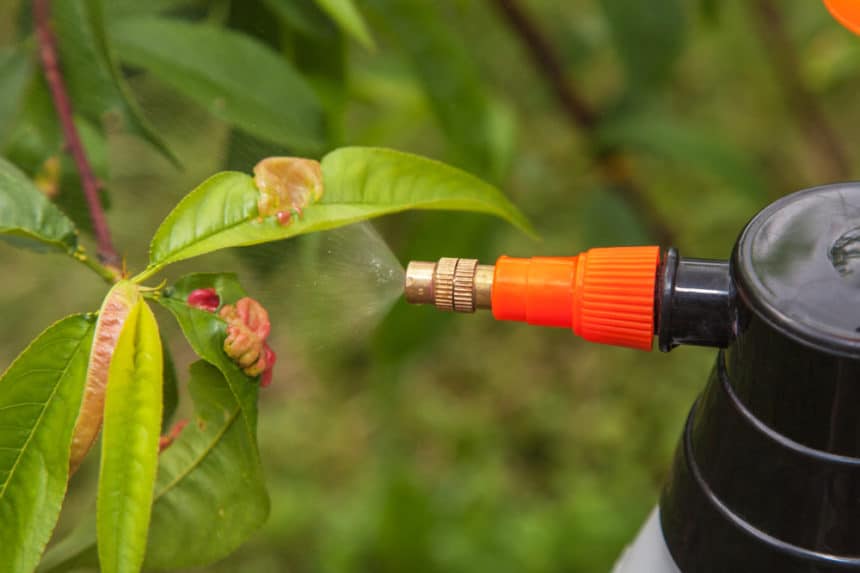 Peach Tree Diseases » Identification & Control Tips