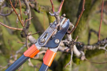 pruning peach trees download