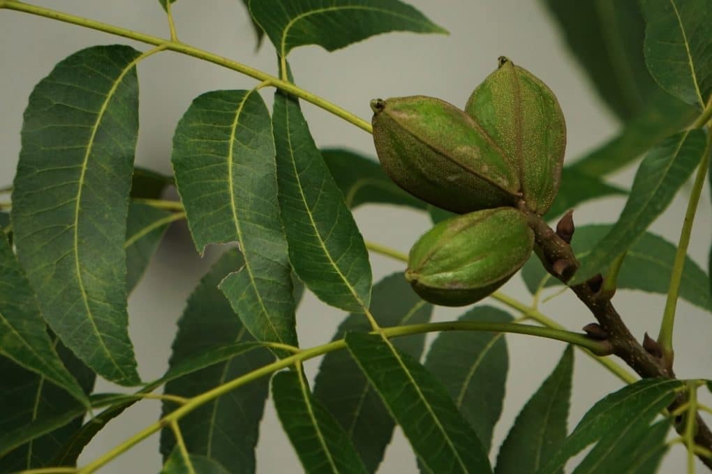 What Does a Pecan Tree Look Like? » Top Facts