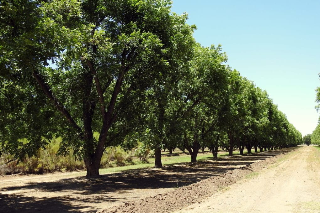 Pecan Tree Leaf Facts Garden.eco